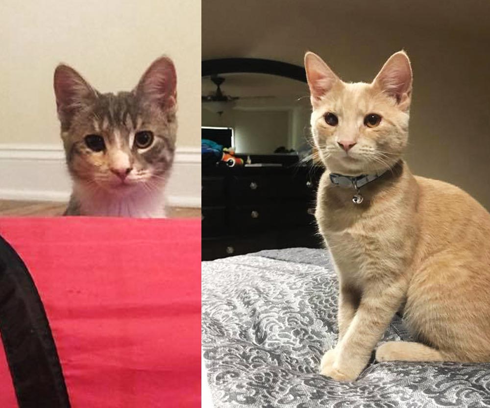 Chickpea and Chive Adoptable Duo New Jersey