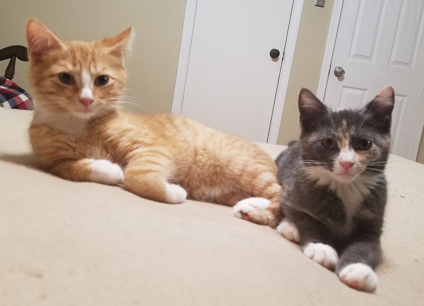 Cheeto Triscuit in their Foster Home