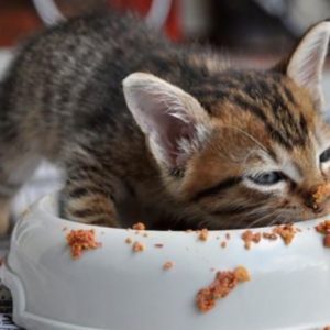 Donate Wet Cat Food