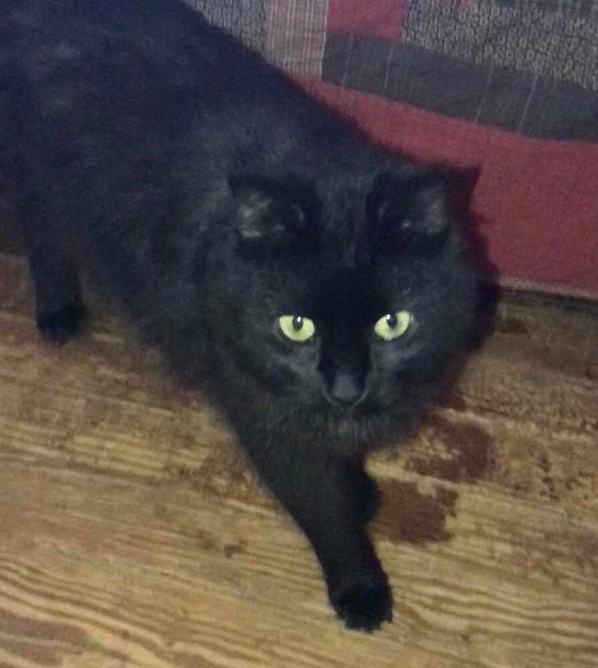 Remember Adoptable Special Needs Cat New Jersey