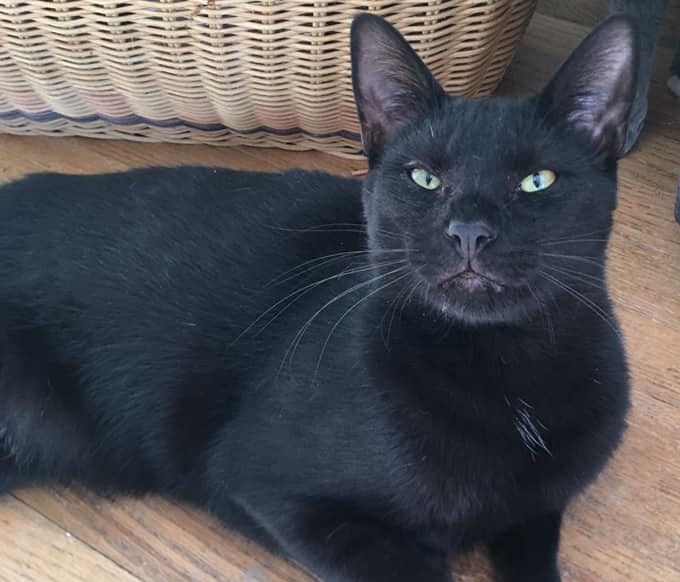 fred young black cat adoptable NJ